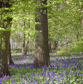 Bluebell Woodland Card