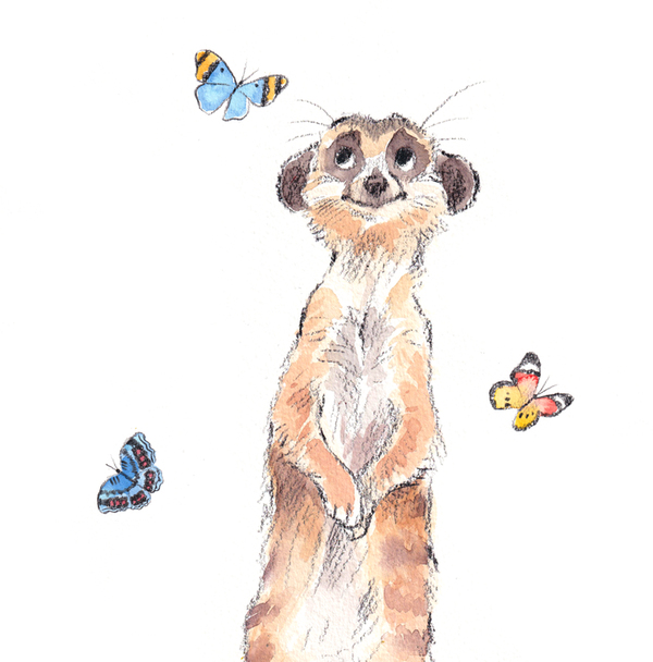 Meerkat Card