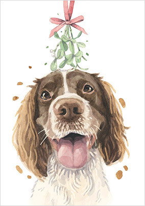 Springer Spaniel Christmas Card