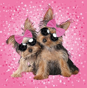 Pink Yorkshire Terriers Card