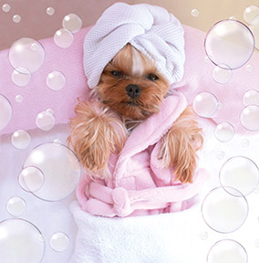 Doggy Day Spa Card