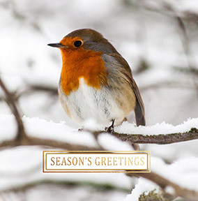 Season's Greetings Robin Christmas Card