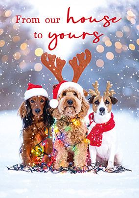 Photo of Festive Dogs Christmas Card