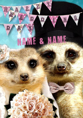 Meerkat - Wedding