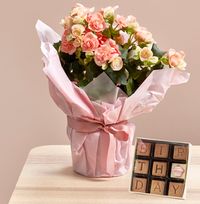 Happy Birthday Begonia and Chocolate Gift Set