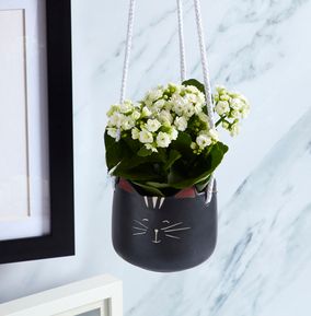 Kalanchoe Plant with Hanging Black Cat Pot