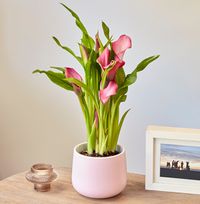 Pink Calla Lily In Ceramic Vase