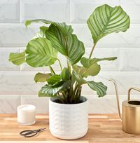 Calthea And Ceramic Pot Set