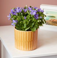 Tap to view Campanula and Pot Set