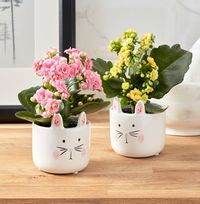 Tap to view Easter Bunny Kalanchoe Duo