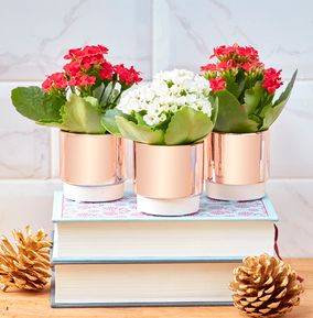Mini Festive Plant Trio
