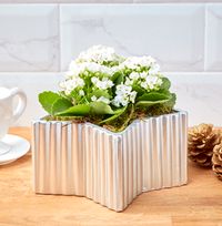 White Winter Kalanchoe Star Planter