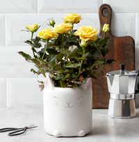 Yellow Rose In The Happy Cat Pot