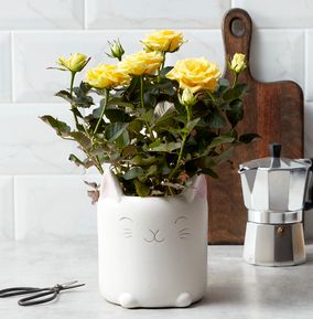 Yellow Rose In The Happy Cat Pot