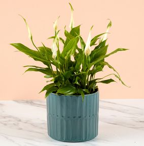 Potted Peace Lily