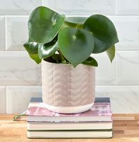 Tap to view Raindrop Peperomia and Pot Set