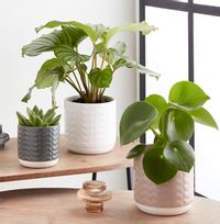 Pet Friendly Plant Bundle
