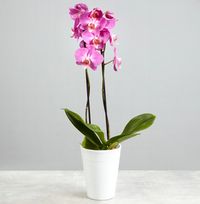 Pink Potted Orchid