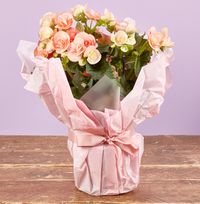 Tap to view Gift Wrapped Pink Begonia