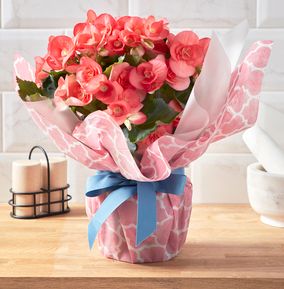 Gift Wrapped Pink Begonia