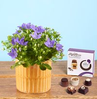 Campanula Gift Set