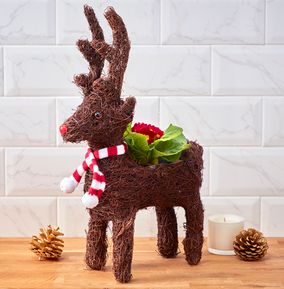 Rustic Reindeer Primrose Planter