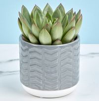 Rosette Succulent