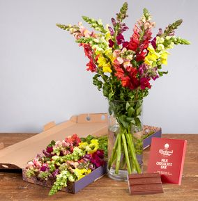 The Colourful Snapdragons Letterbox with Luxury Chocolate