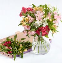 Tap to view An Abundance Of Alstroemeria