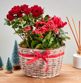 Winter Rose & Cyclamen Basket Arrangment