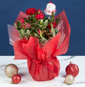 Gift Wrapped Santa Red Rose