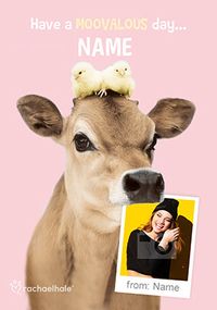 Tap to view Cow Photo Birthday Card - Rachael Hale