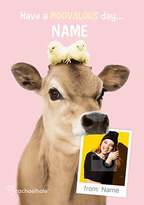 Cow Photo Birthday Card - Rachael Hale