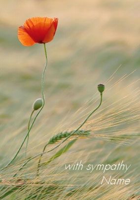 Framed - Sympathy Poppy
