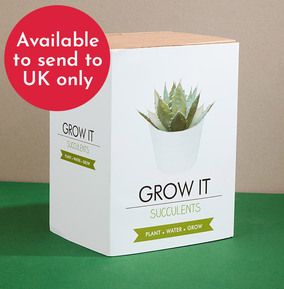 Succulents Grow It Kit