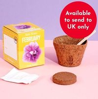 Tap to view February Grow Your Own Birth Flower Kit - Violet
