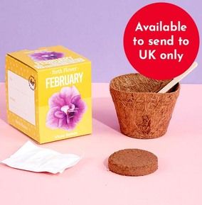 February Grow Your Own Birth Flower Kit - Violet