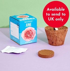 June Grow Your Own Birth Flower Kit - Rose