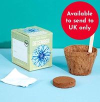 Tap to view December Grow Your Own Birth Flower Kit - Cornflower