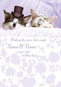 Tap to view Carlton - Wedding Kittens