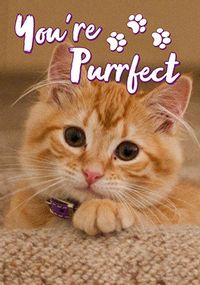 You're Purrfect Cute Pet Photo Card