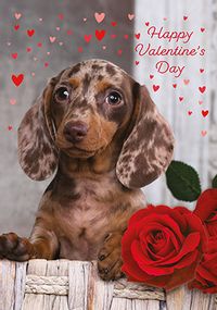 Happy Valentine's Day Puppy Card