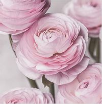 Tap to view Pale Pink Roses Card