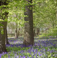 Tap to view Bluebell Woodland Card