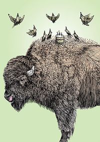 Tap to view Bison Birthday Card
