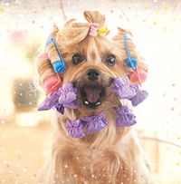 Dog And Curlers Card
