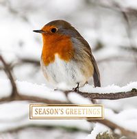Season's Greetings Robin Christmas Card